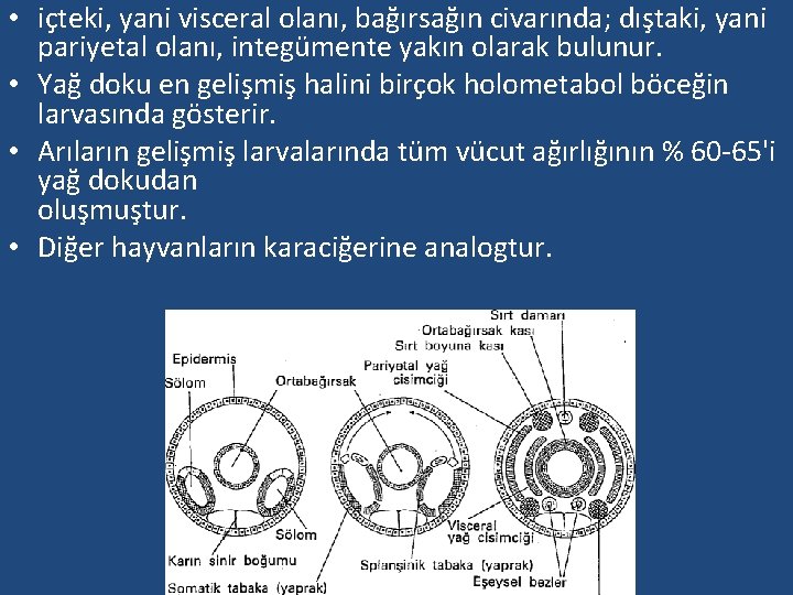  • içteki, yani visceral olanı, bağırsağın civarında; dıştaki, yani pariyetal olanı, integümente yakın