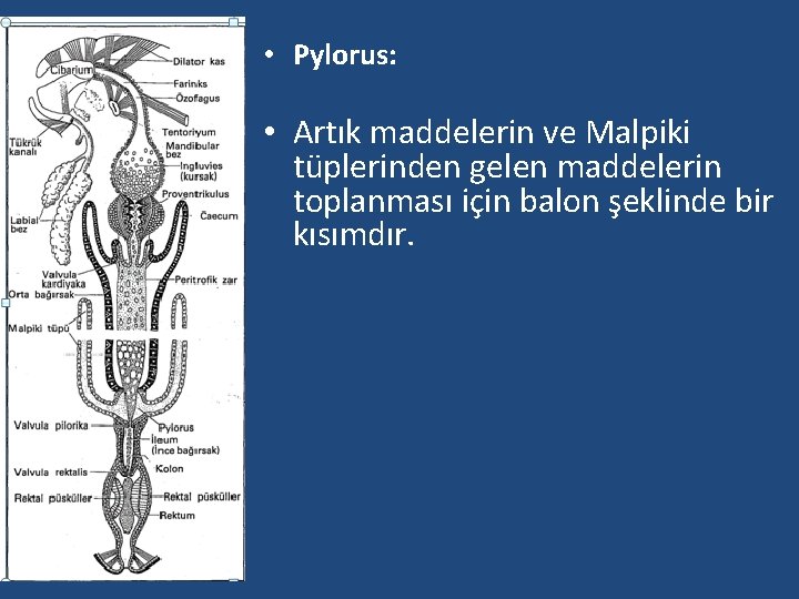  • Pylorus: • Artık maddelerin ve Malpiki tüplerinden gelen maddelerin toplanması için balon