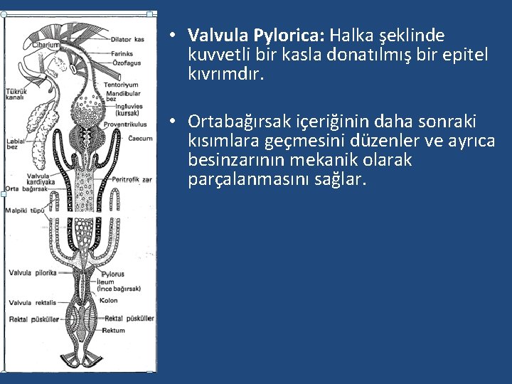  • Valvula Pylorica: Halka şeklinde kuvvetli bir kasla donatılmış bir epitel kıvrımdır. •