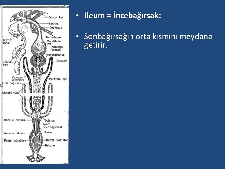  • Ileum = İncebağırsak: • Sonbağırsağın orta kısmını meydana getirir. 