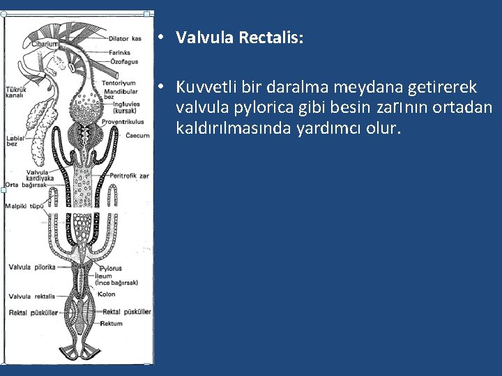  • Valvula Rectalis: • Kuvvetli bir daralma meydana getirerek valvula pylorica gibi besin