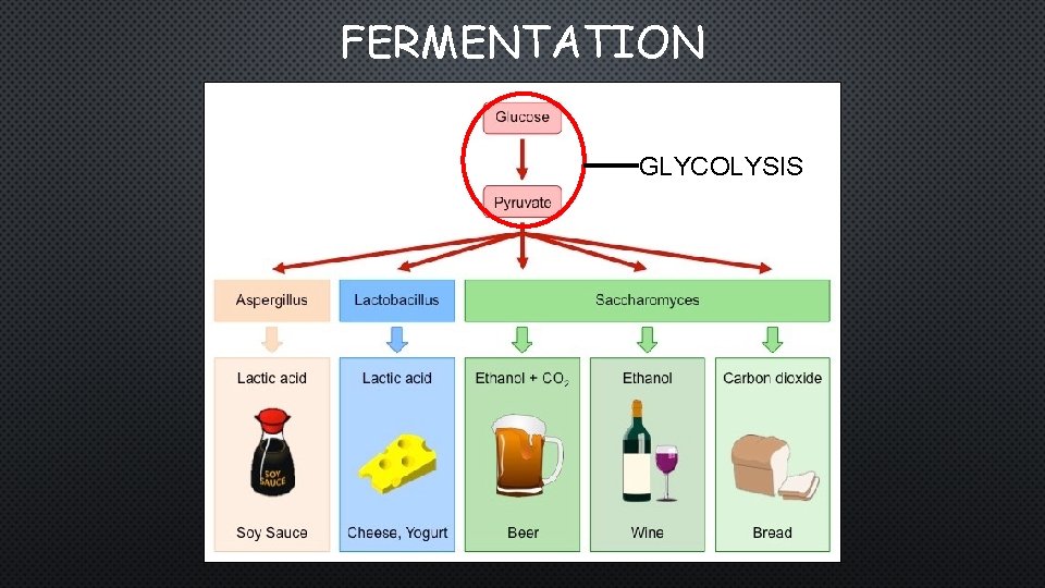 FERMENTATION GLYCOLYSIS 