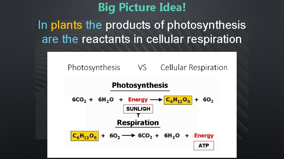 Big Picture Idea! In plants the products of photosynthesis are the reactants in cellular