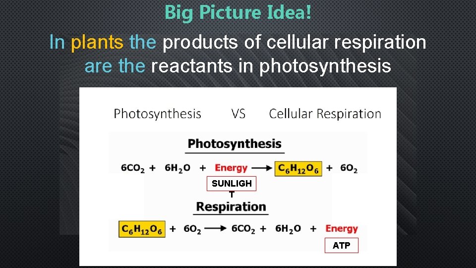 Big Picture Idea! In plants the products of cellular respiration are the reactants in