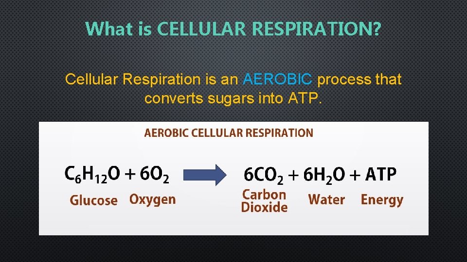 What is CELLULAR RESPIRATION? Cellular Respiration is an AEROBIC process that converts sugars into