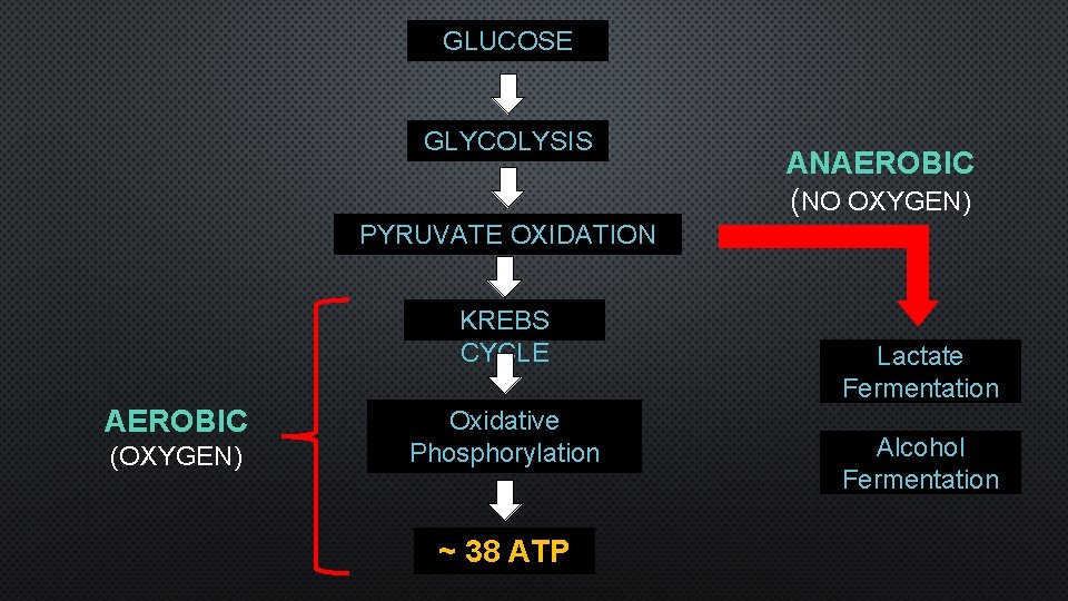GLUCOSE GLYCOLYSIS ANAEROBIC (NO OXYGEN) PYRUVATE OXIDATION KREBS CYCLE AEROBIC (OXYGEN) Oxidative Phosphorylation ~