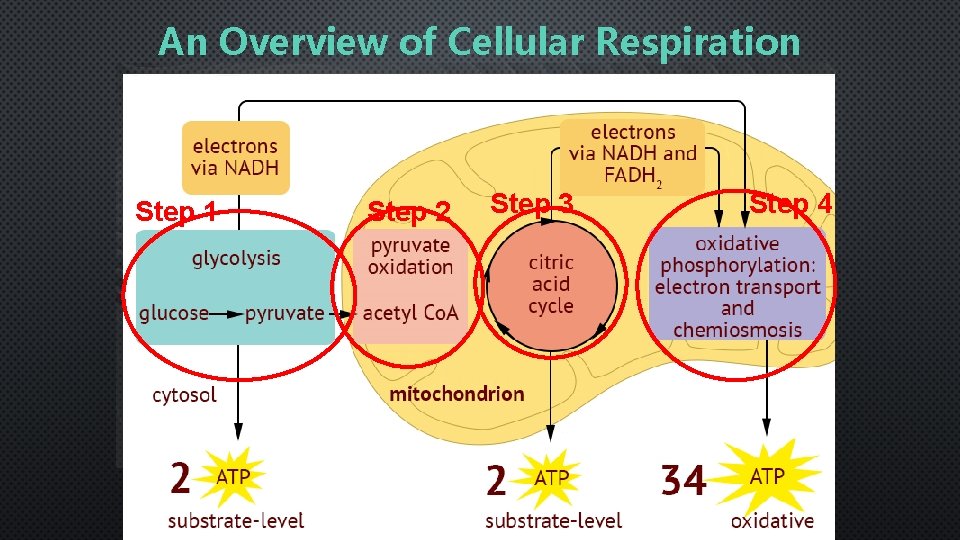 An Overview of Cellular Respiration Step 1 Step 2 Step 3 Step 4 