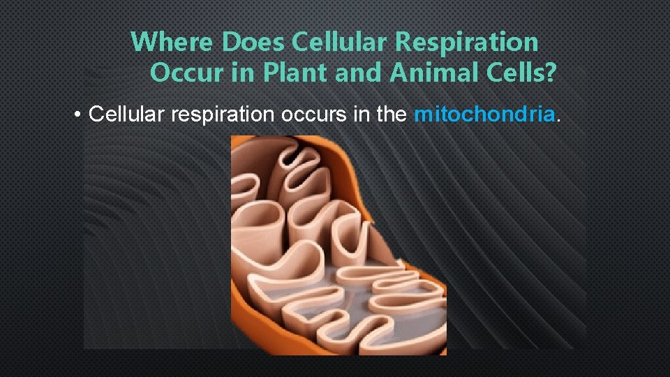 Where Does Cellular Respiration Occur in Plant and Animal Cells? • Cellular respiration occurs