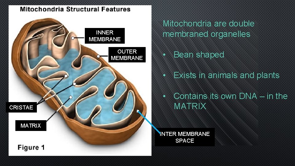INNER MEMBRANE OUTER MEMBRANE Mitochondria are double membraned organelles • Bean shaped • Exists