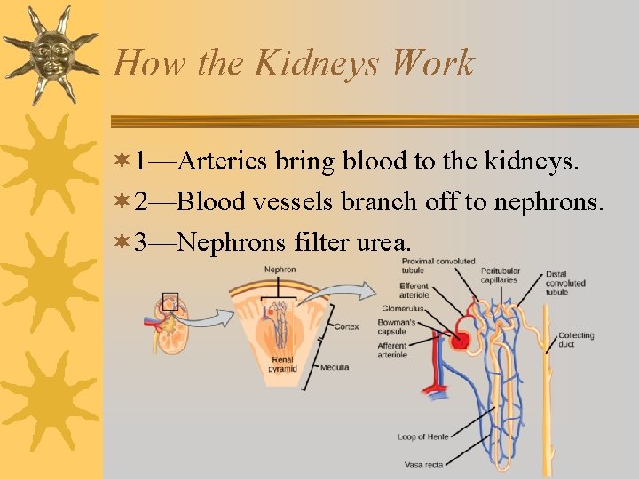 How the Kidneys Work ¬ 1—Arteries bring blood to the kidneys. ¬ 2—Blood vessels
