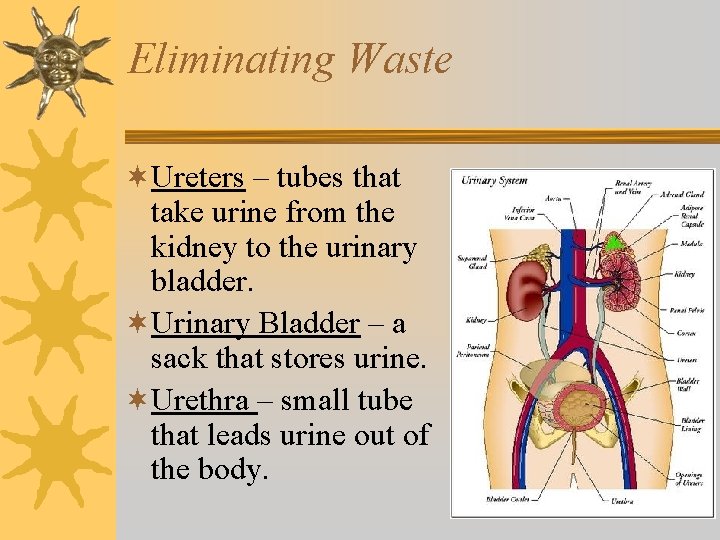 Eliminating Waste ¬Ureters – tubes that take urine from the kidney to the urinary