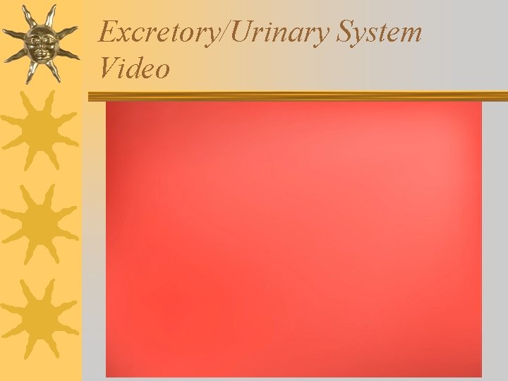 Excretory/Urinary System Video 
