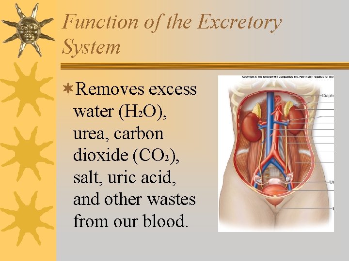Function of the Excretory System ¬Removes excess water (H 2 O), urea, carbon dioxide