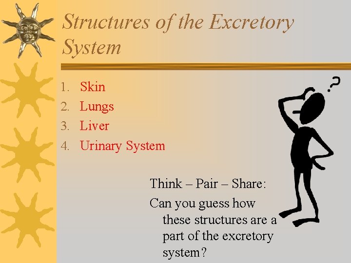 Structures of the Excretory System 1. 2. 3. 4. Skin Lungs Liver Urinary System