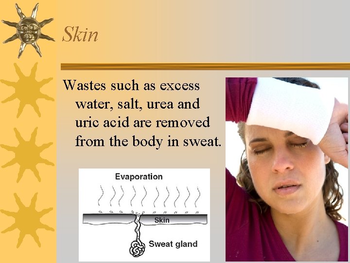Skin Wastes such as excess water, salt, urea and uric acid are removed from