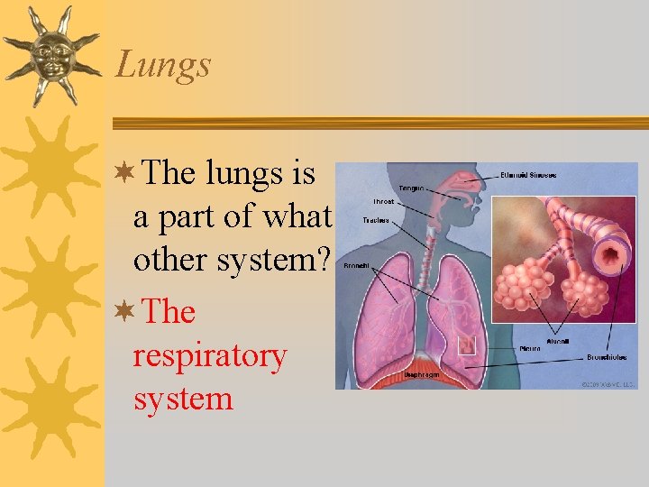 Lungs ¬The lungs is a part of what other system? ¬The respiratory system 