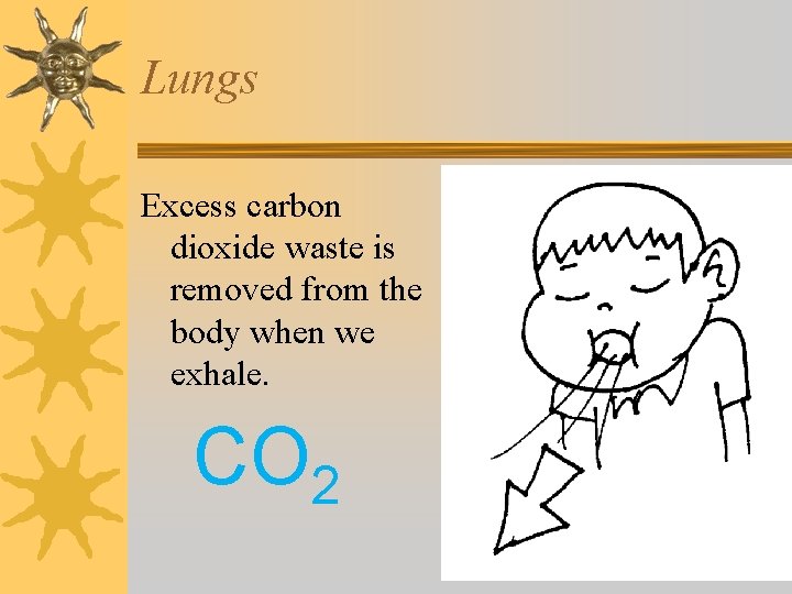 Lungs Excess carbon dioxide waste is removed from the body when we exhale. CO