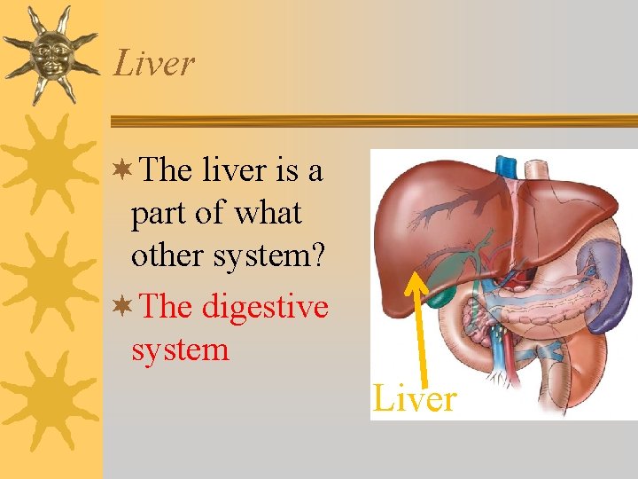 Liver ¬The liver is a part of what other system? ¬The digestive system Liver