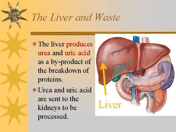 The Liver and Waste ¬ The liver produces urea and uric acid as a