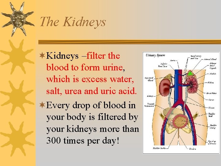 The Kidneys ¬Kidneys –filter the blood to form urine, which is excess water, salt,