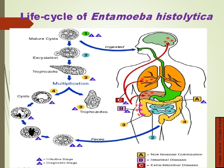 Image source: Google image Life-cycle of Entamoeba histolytica 