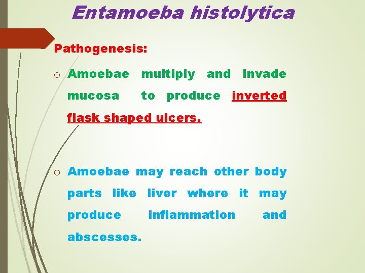 Entamoeba histolytica Pathogenesis: o Amoebae multiply and invade mucosa to produce inverted flask shaped
