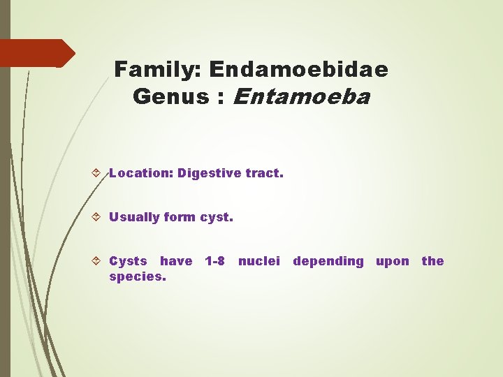 Family: Endamoebidae Genus : Entamoeba Location: Digestive tract. Usually form cyst. Cysts have 1