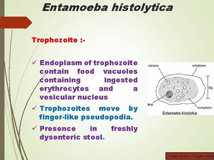 Entamoeba histolytica Trophozoite : - ü Endoplasm of trophozoite contain food vacuoles containing ingested