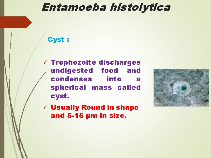 Entamoeba histolytica Cyst : ü Trophozoite discharges undigested food and condenses into a spherical