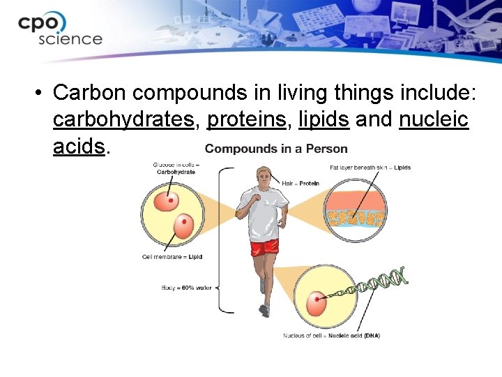  • Carbon compounds in living things include: carbohydrates, proteins, lipids and nucleic acids.