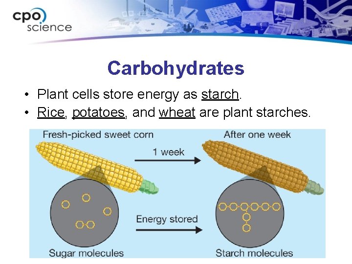 Carbohydrates • Plant cells store energy as starch. • Rice, potatoes, and wheat are