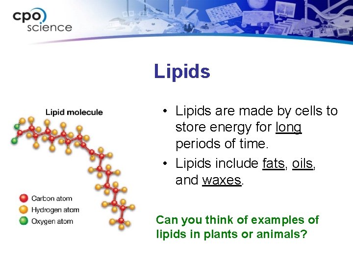 Lipids • Lipids are made by cells to store energy for long periods of