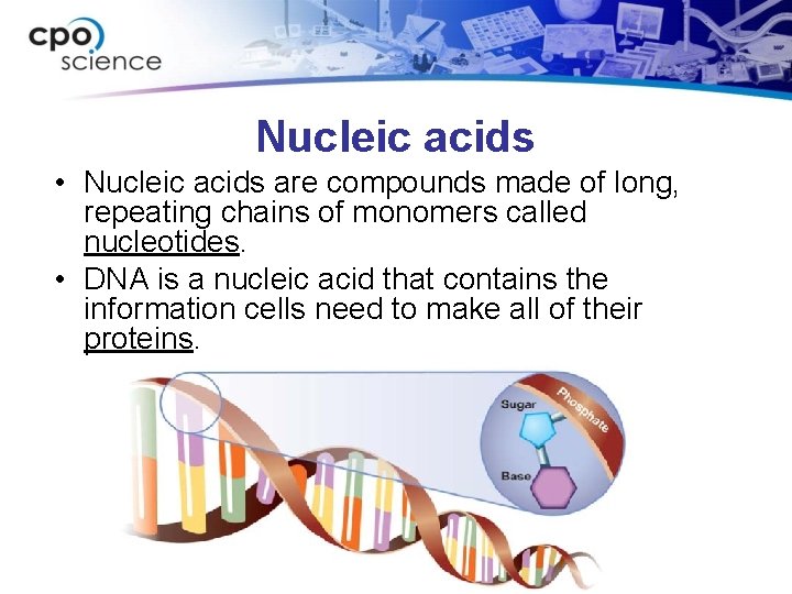 Nucleic acids • Nucleic acids are compounds made of long, repeating chains of monomers