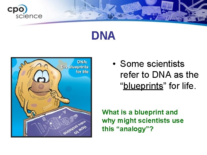 DNA • Some scientists refer to DNA as the “blueprints” for life. What is