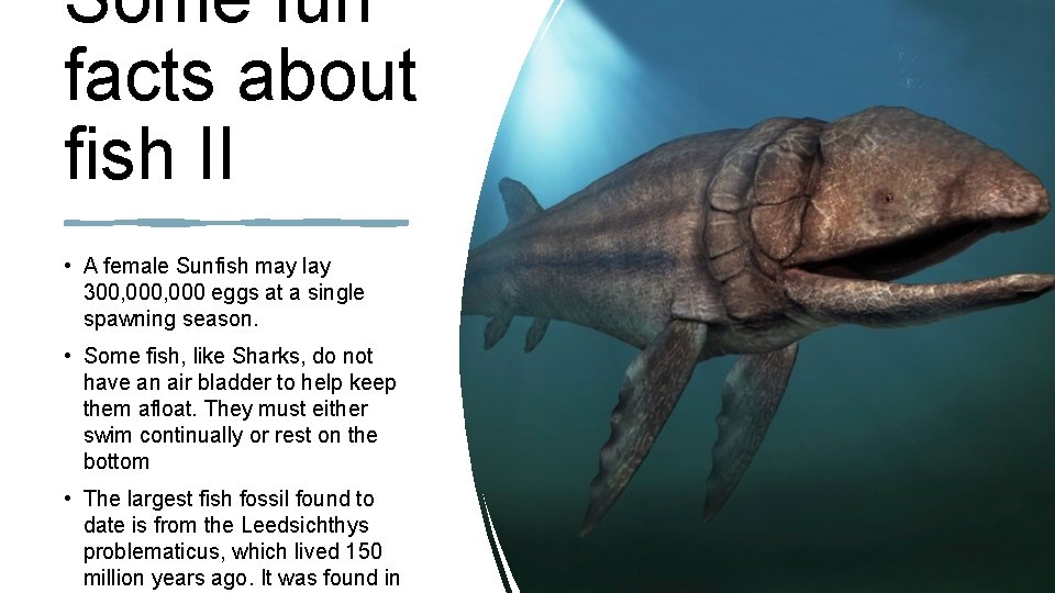 Some fun facts about fish II • A female Sunfish may lay 300, 000