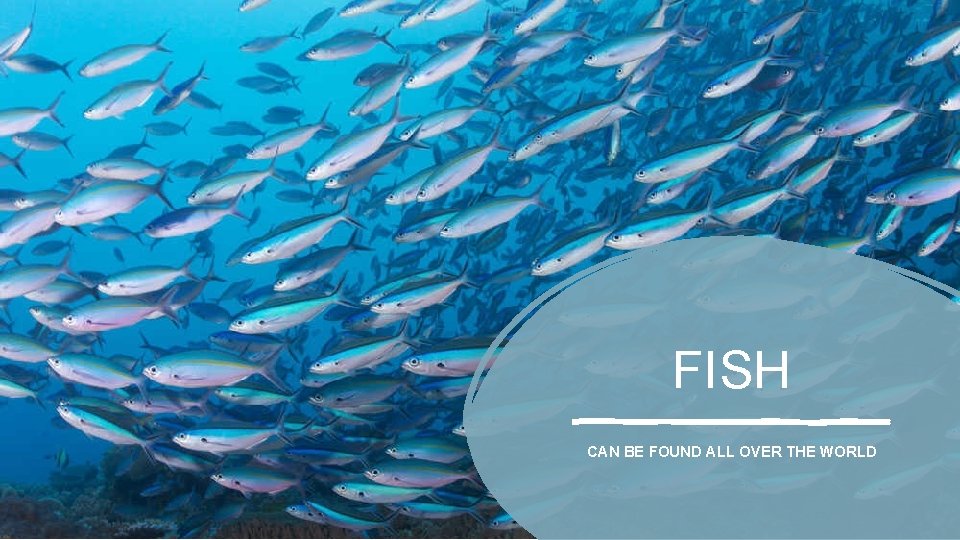FISH CAN BE FOUND ALL OVER THE WORLD 