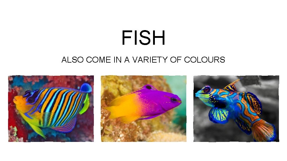 FISH ALSO COME IN A VARIETY OF COLOURS 