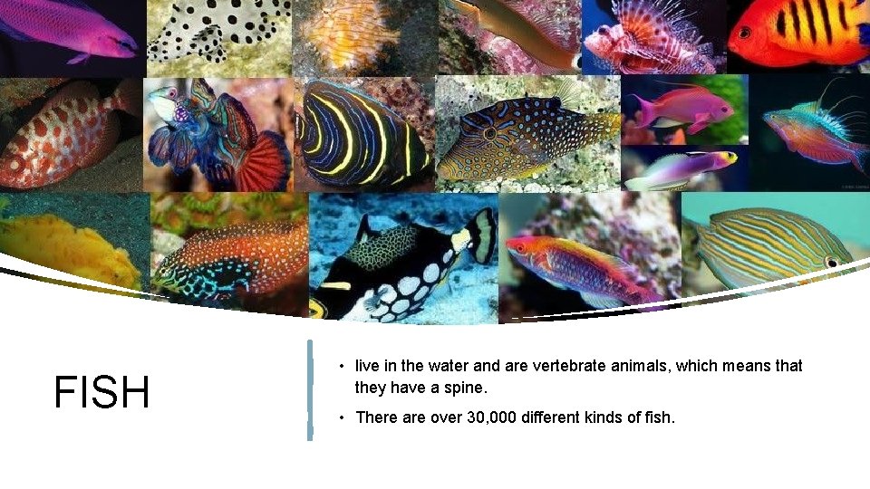 FISH • live in the water and are vertebrate animals, which means that they