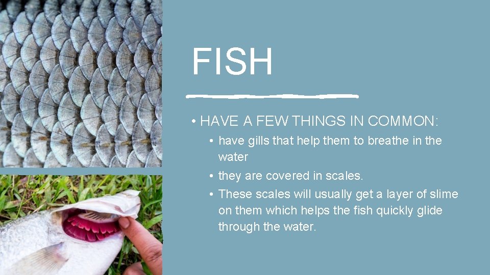 FISH • HAVE A FEW THINGS IN COMMON: • have gills that help them