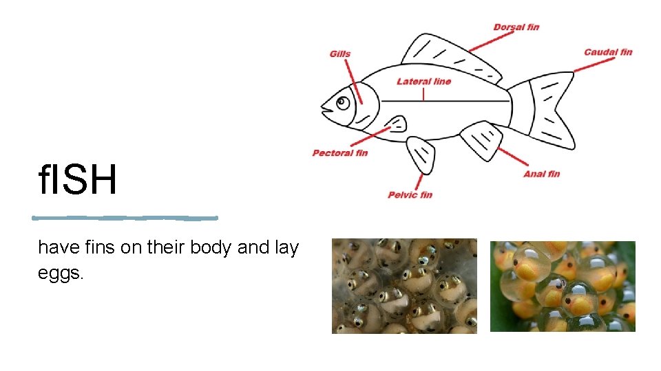 f. ISH have fins on their body and lay eggs. 