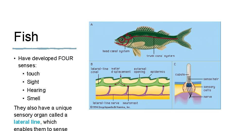 Fish • Have developed FOUR senses: • touch • Sight • Hearing • Smell