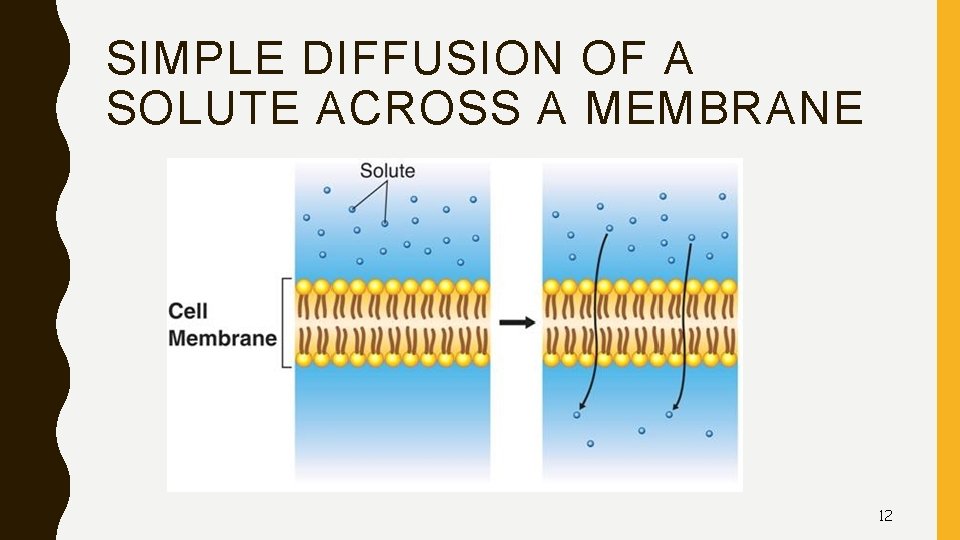SIMPLE DIFFUSION OF A SOLUTE ACROSS A MEMBRANE 12 