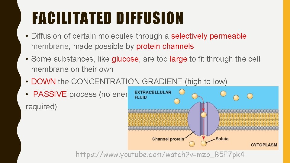 FACILITATED DIFFUSION • Diffusion of certain molecules through a selectively permeable membrane, made possible