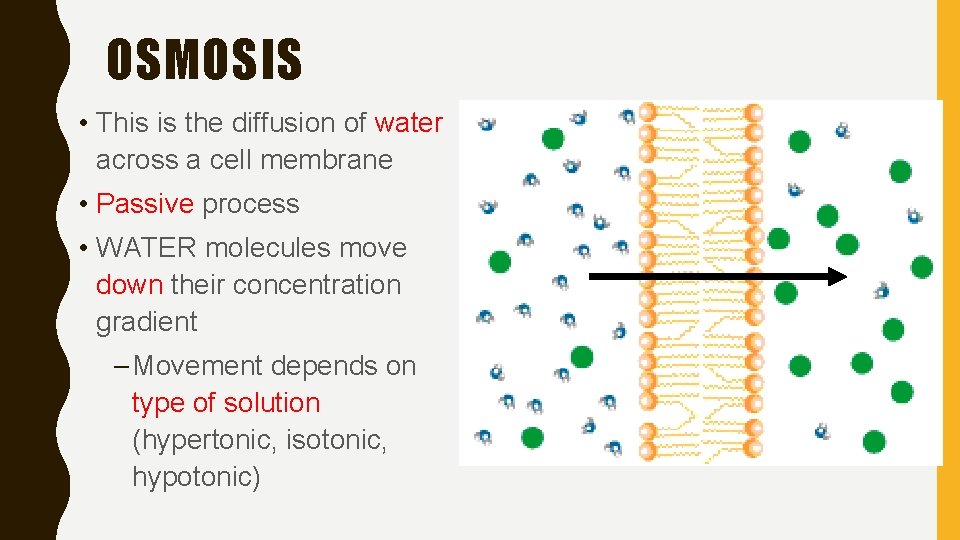 OSMOSIS • This is the diffusion of water across a cell membrane • Passive