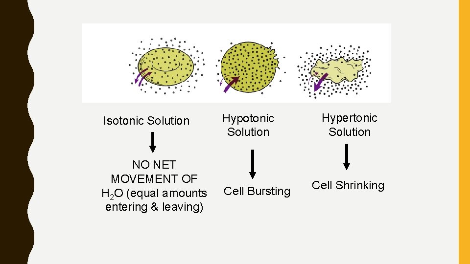 Isotonic Solution Hypotonic Solution NO NET MOVEMENT OF H 2 O (equal amounts entering