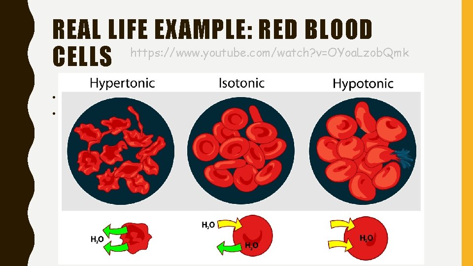 REAL LIFE EXAMPLE: RED BLOOD https: //www. youtube. com/watch? v=OYoa. Lzob. Qmk CELLS •
