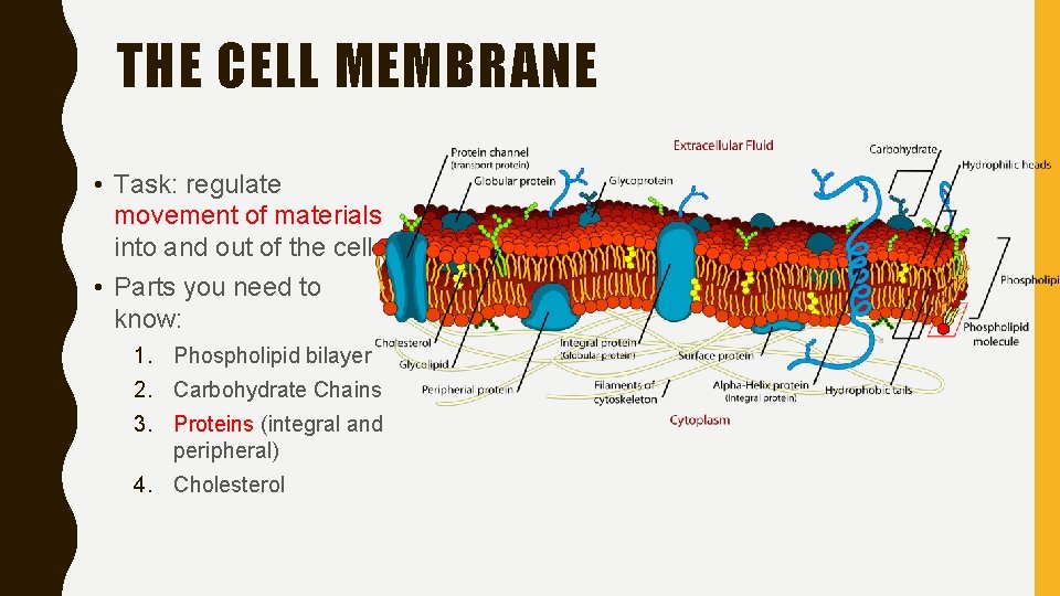 THE CELL MEMBRANE • Task: regulate movement of materials into and out of the