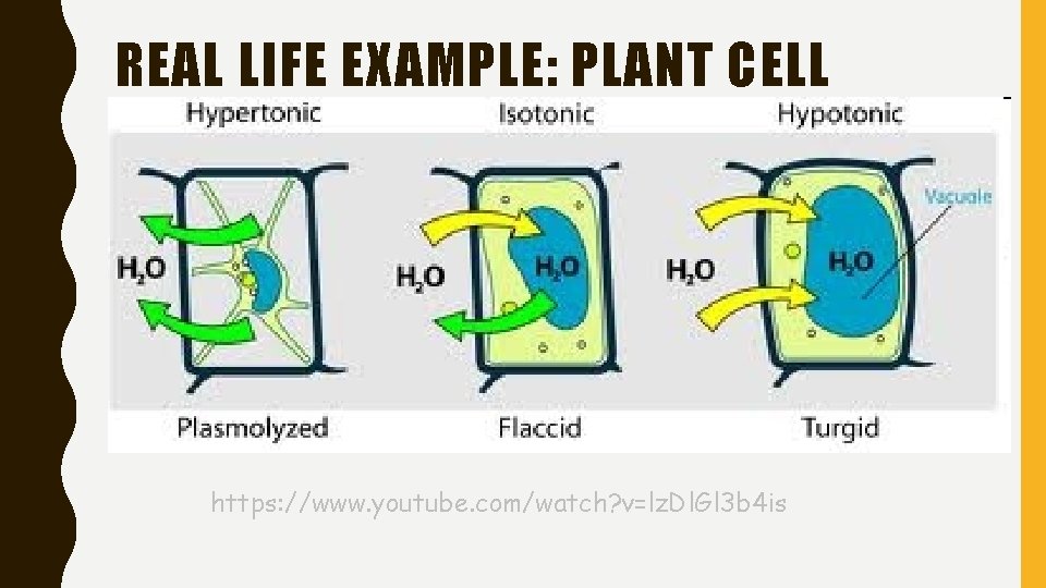 REAL LIFE EXAMPLE: PLANT CELL https: //www. youtube. com/watch? v=lz. Dl. Gl 3 b