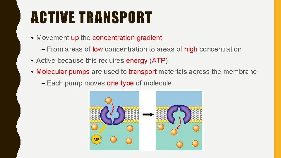 ACTIVE TRANSPORT • Movement up the concentration gradient – From areas of low concentration