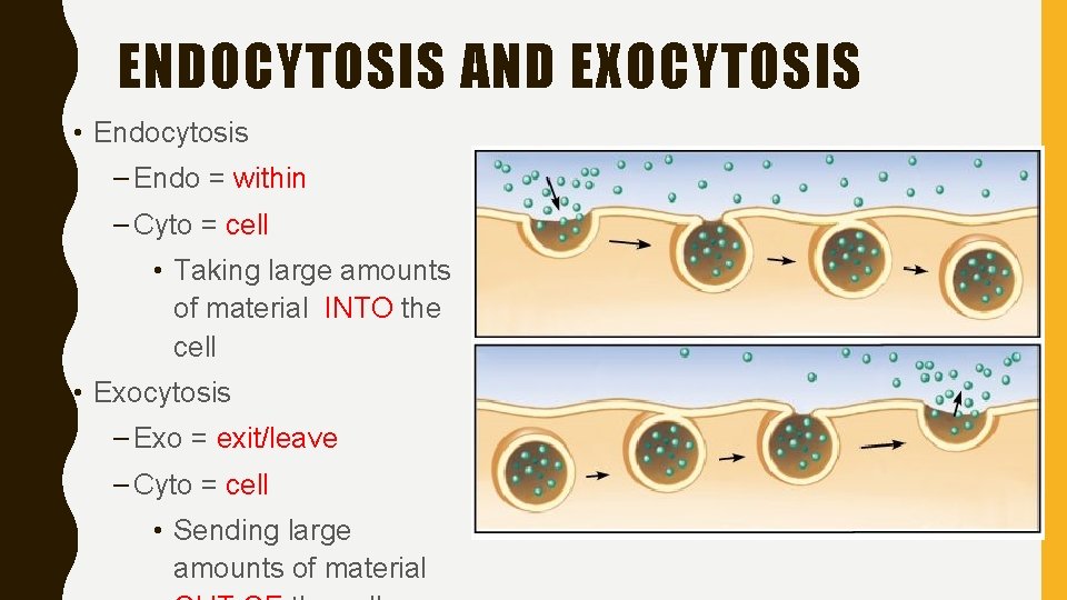 ENDOCYTOSIS AND EXOCYTOSIS • Endocytosis – Endo = within – Cyto = cell •